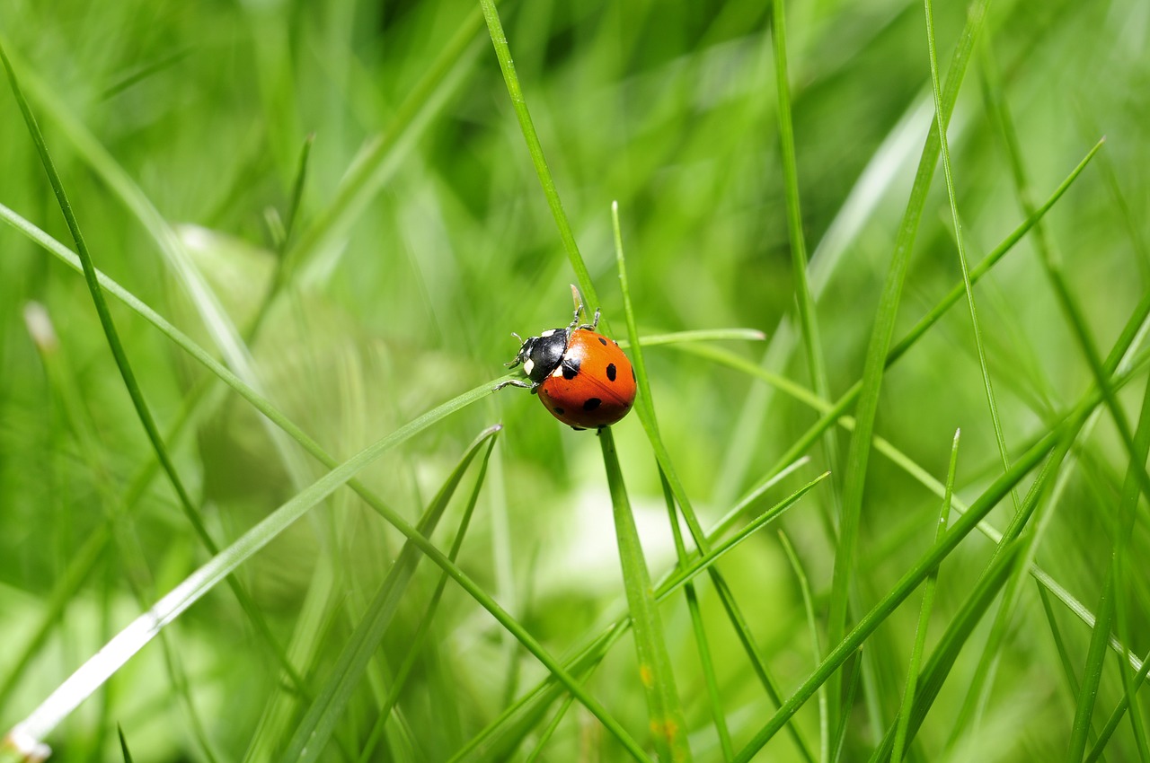 Ad Alba le coccinelle diventano un portafortuna naturale per la difesa del verde pubblico