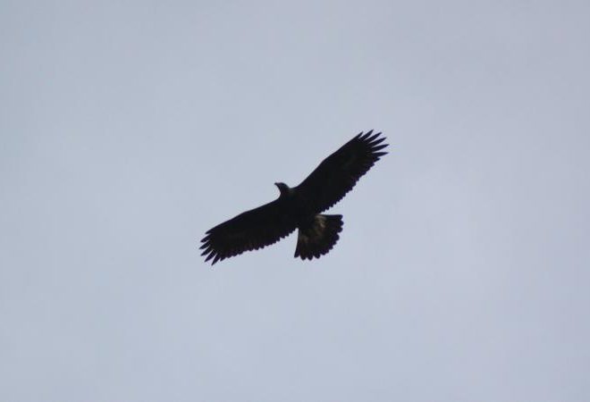 aquila reala parco foreste casentinesi