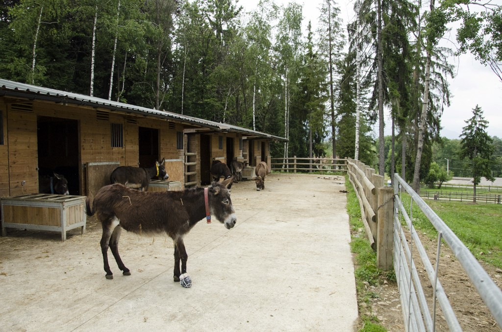 benessere natura.rifugio degli asinelli 1489721467