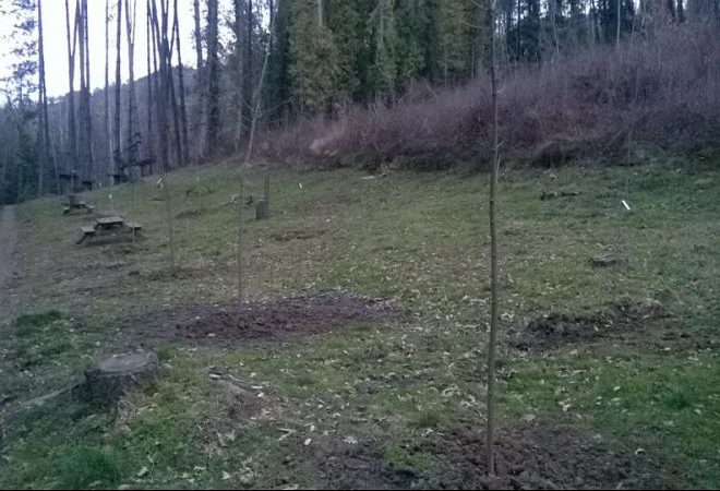 cento alberi parco canto alla rana