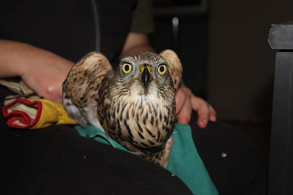 centro recupero animali selvatici bernezzo 1521623203