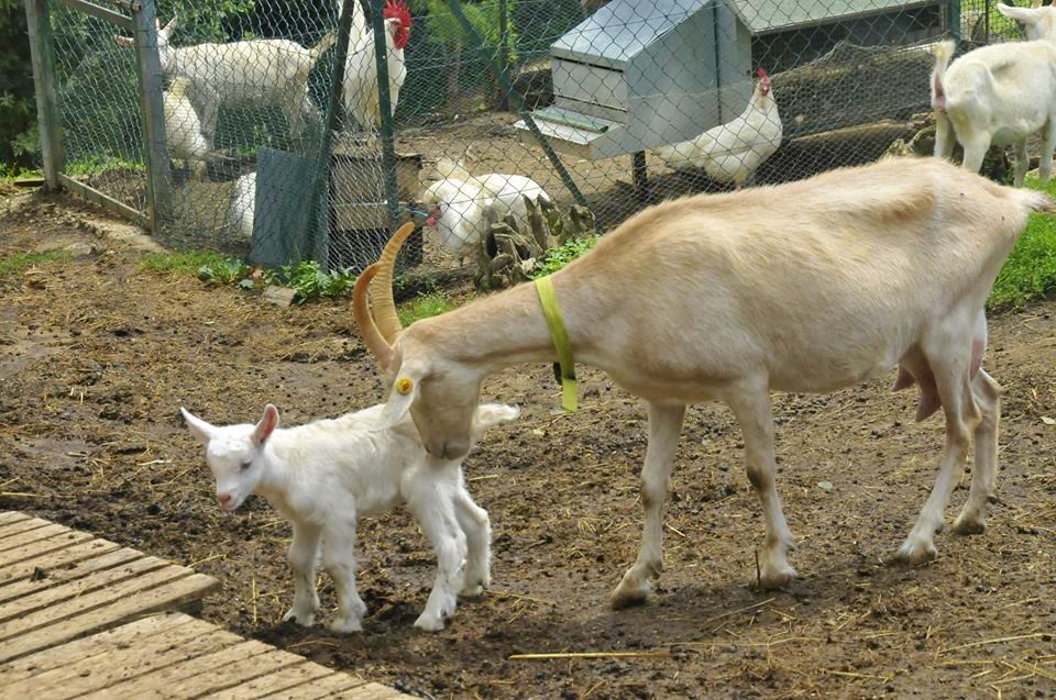 “La Crava Cuntenta”: un’azienda agricola per riscoprire la campagna