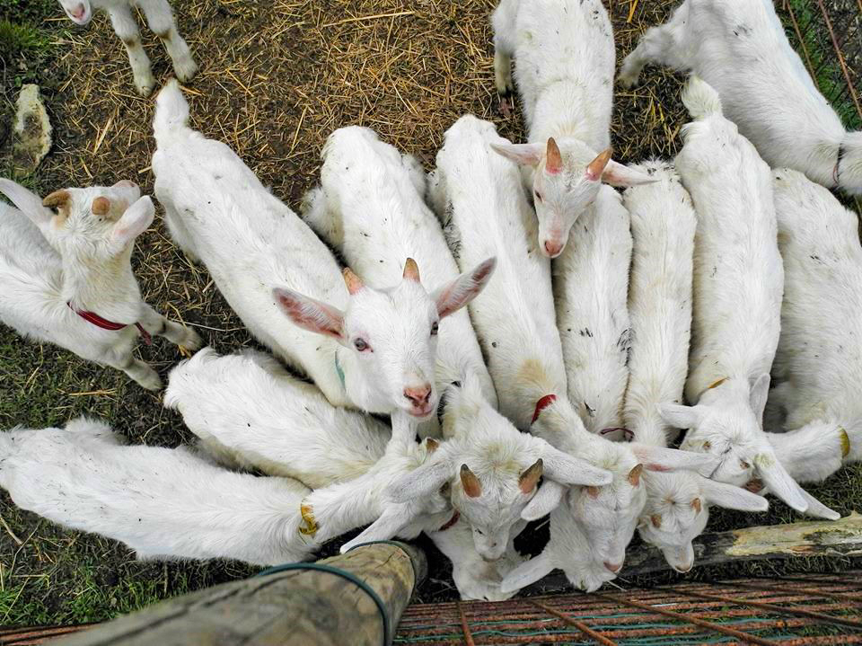 crava cuntenta azienda agricola per riscoprire campagna 1551086796
