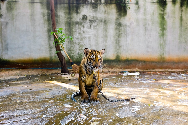 A Cuneo un “no” allo sfruttamento degli animali nel circo