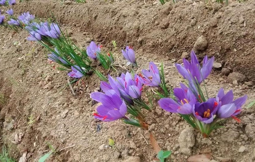 Enrico Covolo, l’agricoltore che coltiva lo zafferano per il recupero del territorio
