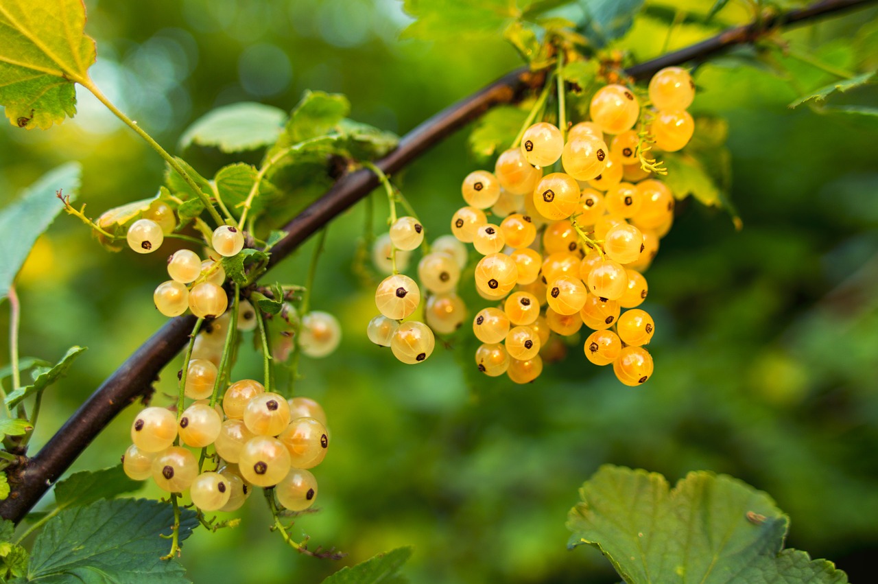 food forest come trasformare proprio orto giardino oasi bellezza cibo 1562585439