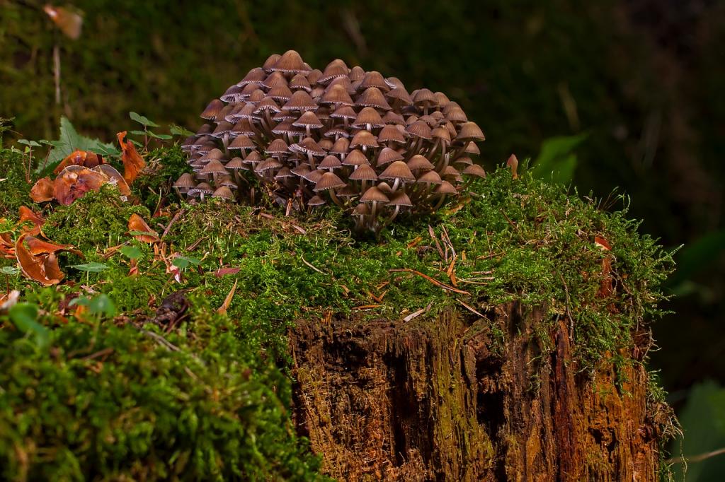 I funghi: futuri protagonisti delle bonifiche ambientali
