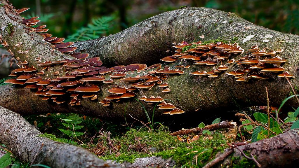 i funghi possibili protagonisti delle bonifiche ambientali 1550217813