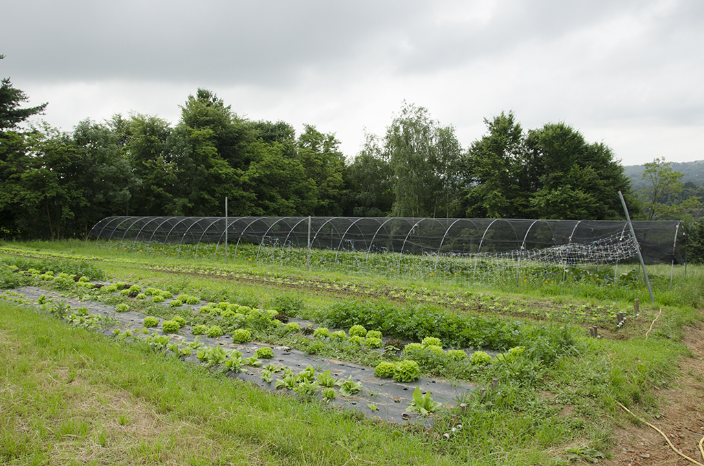 lavoravo in banca poi ho seguito sogno aprire azienda agricola stefano 1497853237