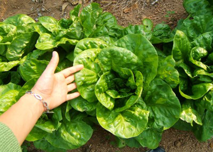 “Le Buone erbacce”, alla scoperta del vero cibo naturale con Gigi Manenti