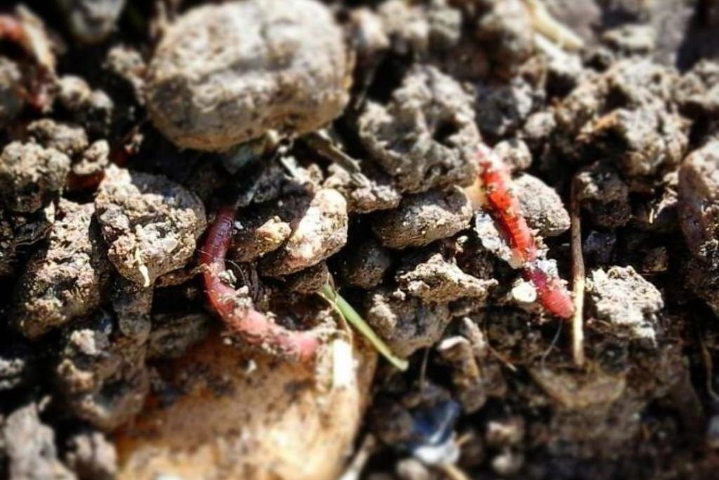 Lombricoltura Clandestina: quando i lombrichi aiutano il pianeta