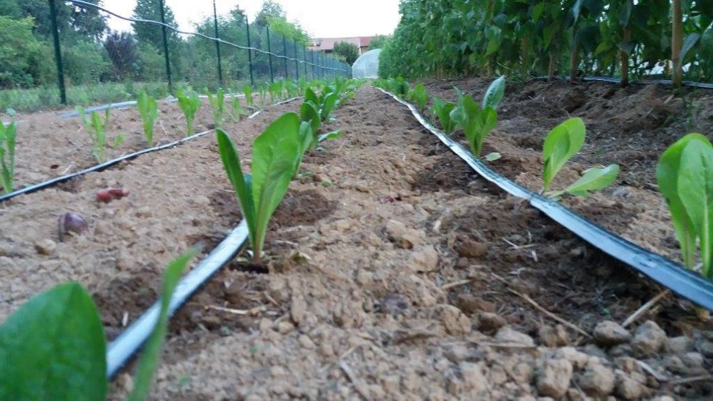 mercatino let eat bi orto da asporto 1527571350