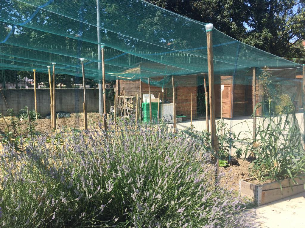 Orti, sudore e vita al “Boschetto”