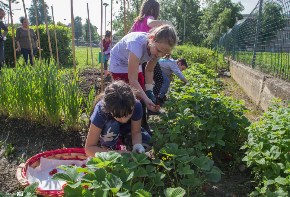 Orto in Condotta di Slow Food: l’esempio della Scuola primaria Nino Costa a Torino