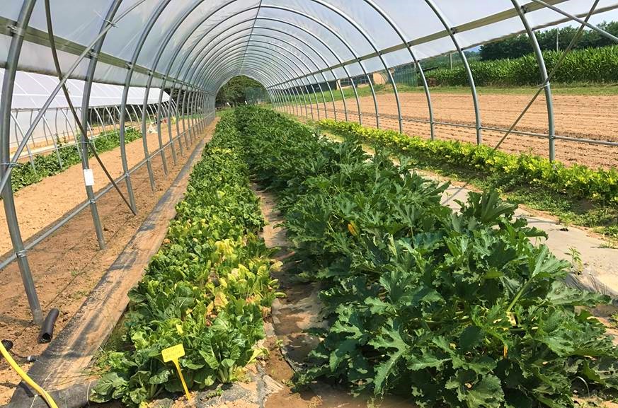 pellerei azienda agricola coltiva energia 1552904860