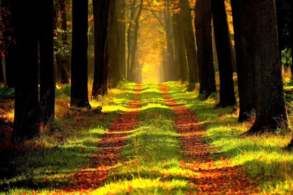 silvoterapia quanto conta abbracciare un albero 1552039581